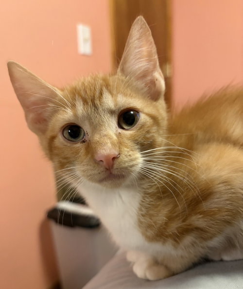 KITTEN SILAS, a cat for adoption from Critter Companion Rescue