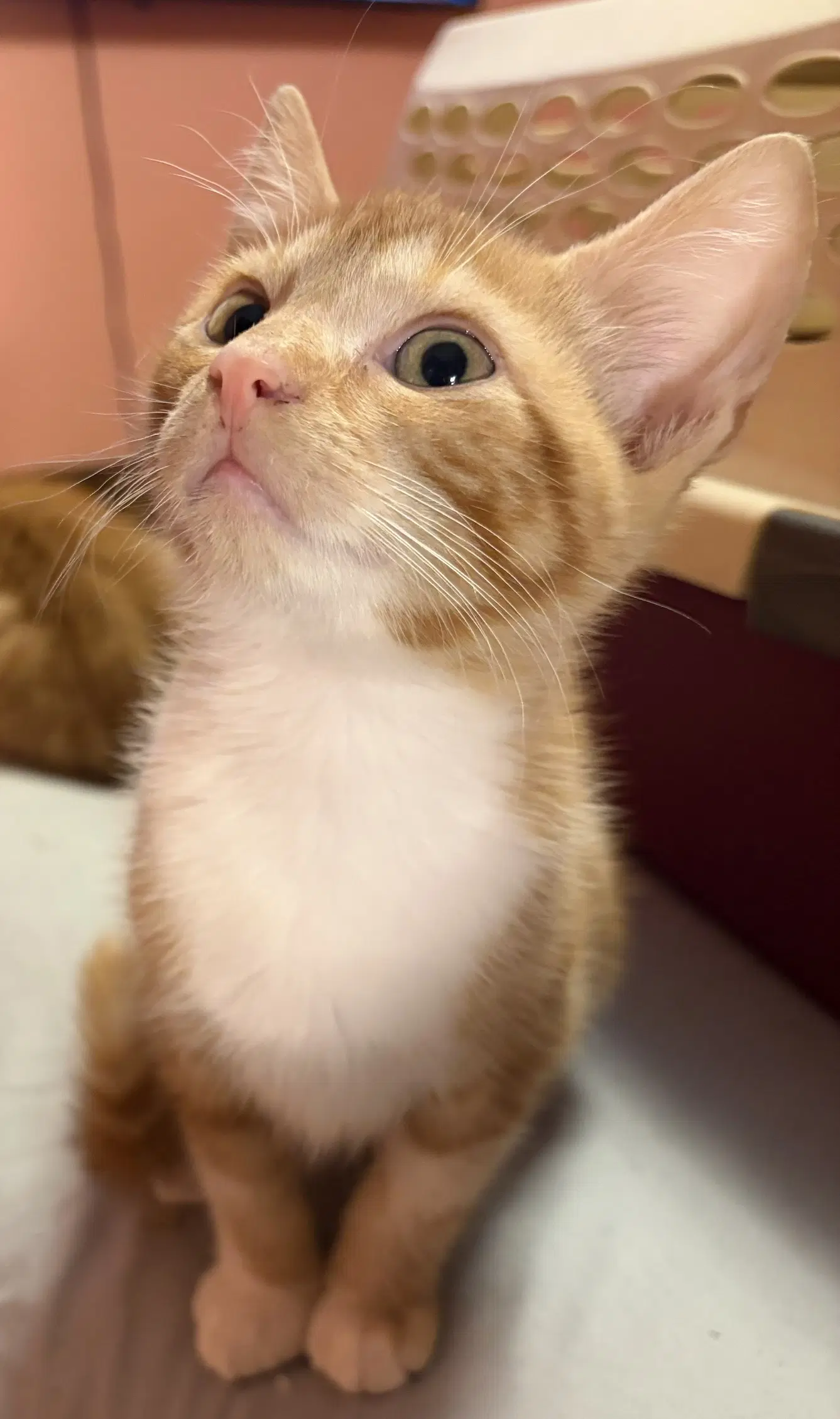 Kitten Silas image 2