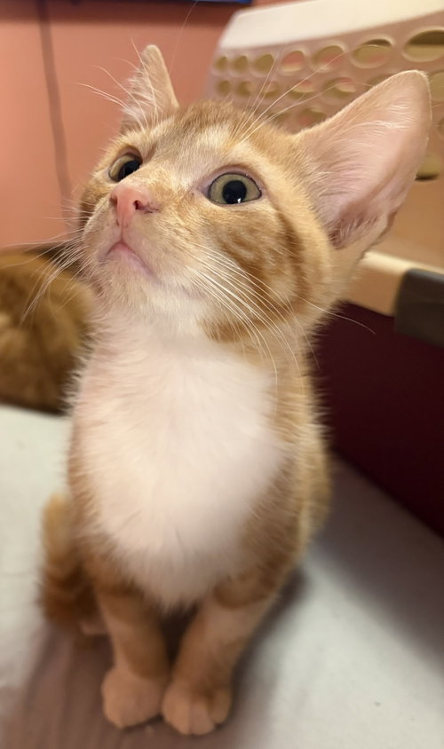 Photo 2 of KITTEN SILAS