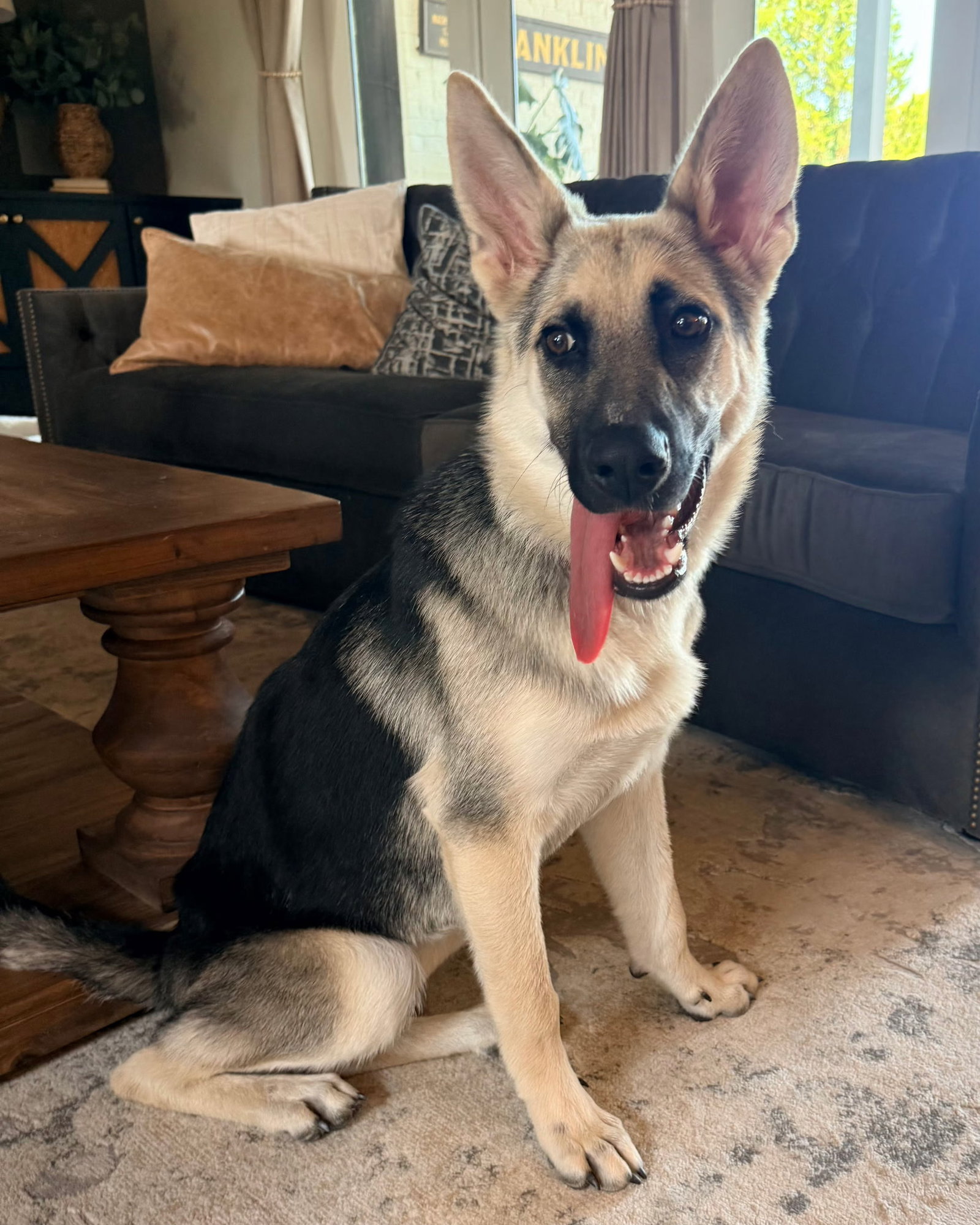PUPPY RAQUEL, dog — photo 1 of 3