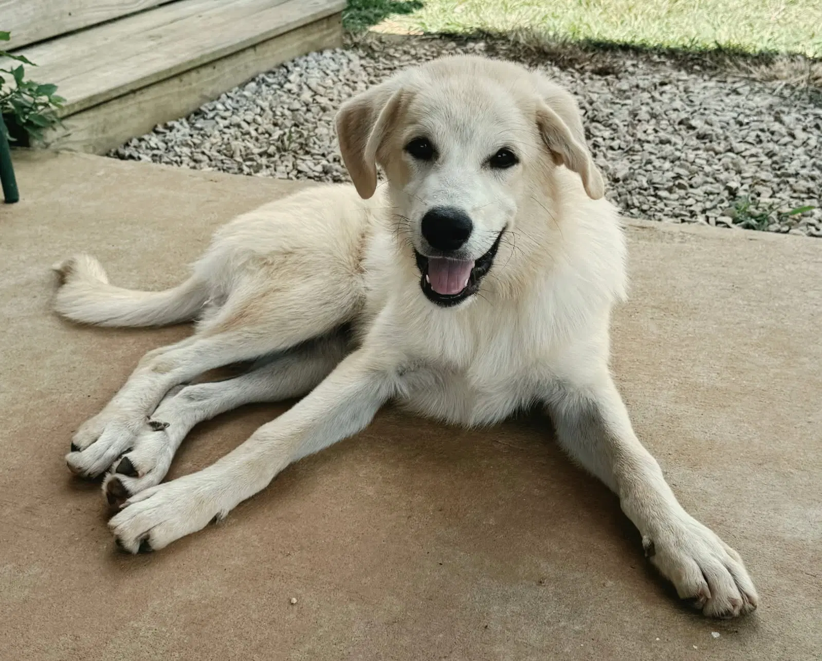Puppy Tilly image 4