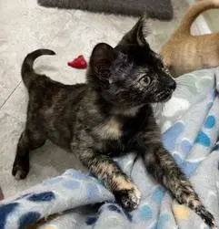 Kitten Checkers image 2