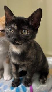 KITTEN SKITTLES, cat — photo 1 of 3