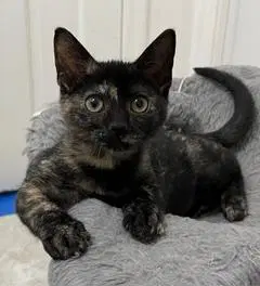 Kitten Skittles image 2