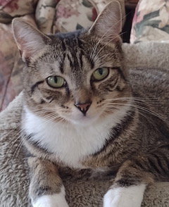 LENA, cat — photo 1 of 3