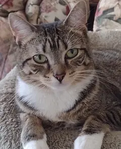 Lena - Domestic Short Hair