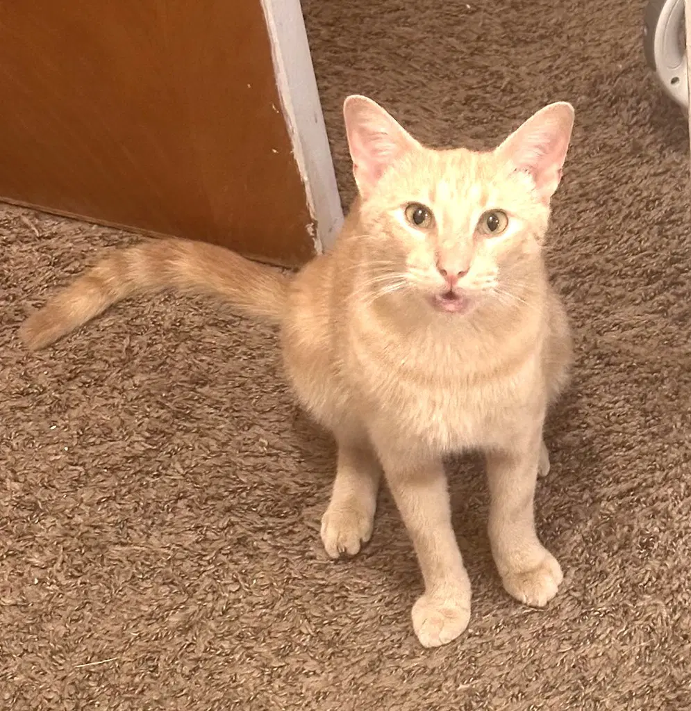 Kitty Marvelous Milo - Domestic Short Hair