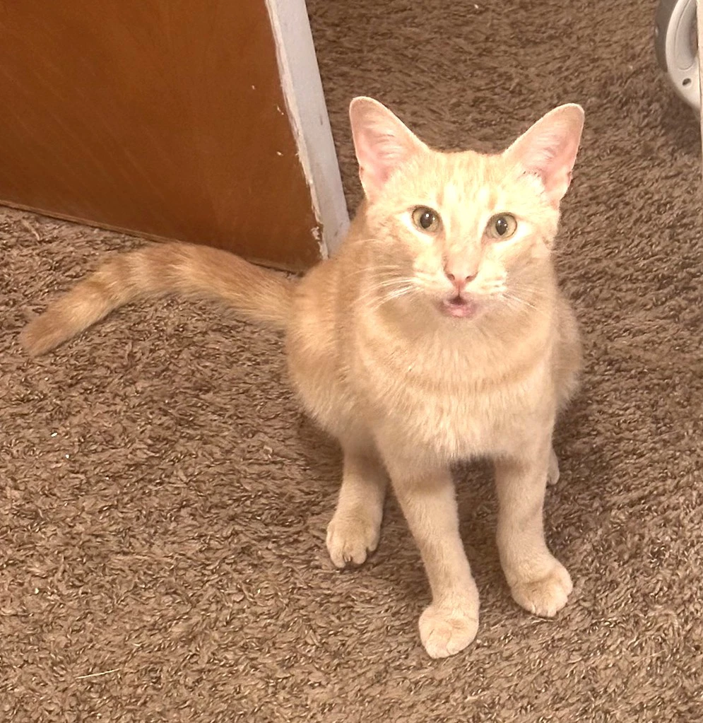 Kitty Marvelous Milo