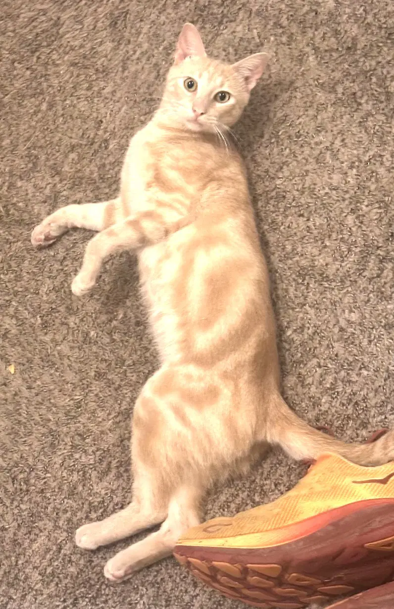 Kitty Marvelous Milo image 2