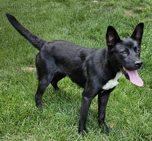 PUPPY POPPY, a dog for adoption from Critter Companion Rescue