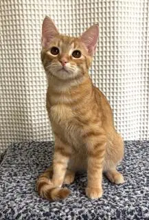 Kitten Sunny - Tabby