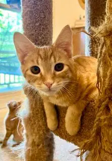 Kitten Sunny image 2