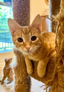 Kitten Sunny, photo 2