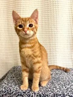Kitten Sunny image 3