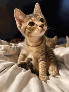 Kitten Weeble image 2