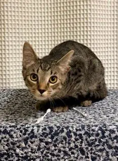 Kitten Chip image 2