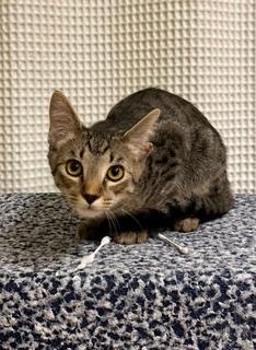 Kitten Chip, photo 2