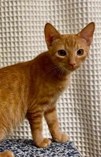 Kitten Dobby image 3