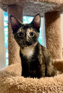Kitten Lucky Lady - Tortoiseshell