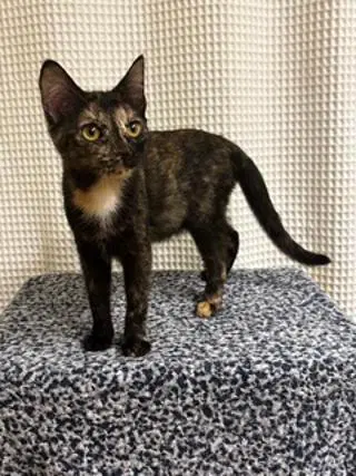 Kitten Lucky Lady image 3
