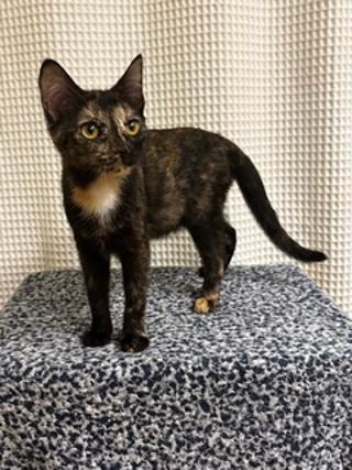 Photo 3 of KITTEN LUCKY LADY