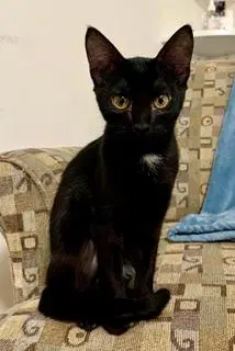 Kitten Jinx image 2
