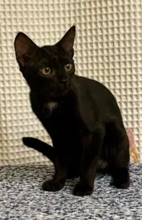 Kitten Jinx image 3