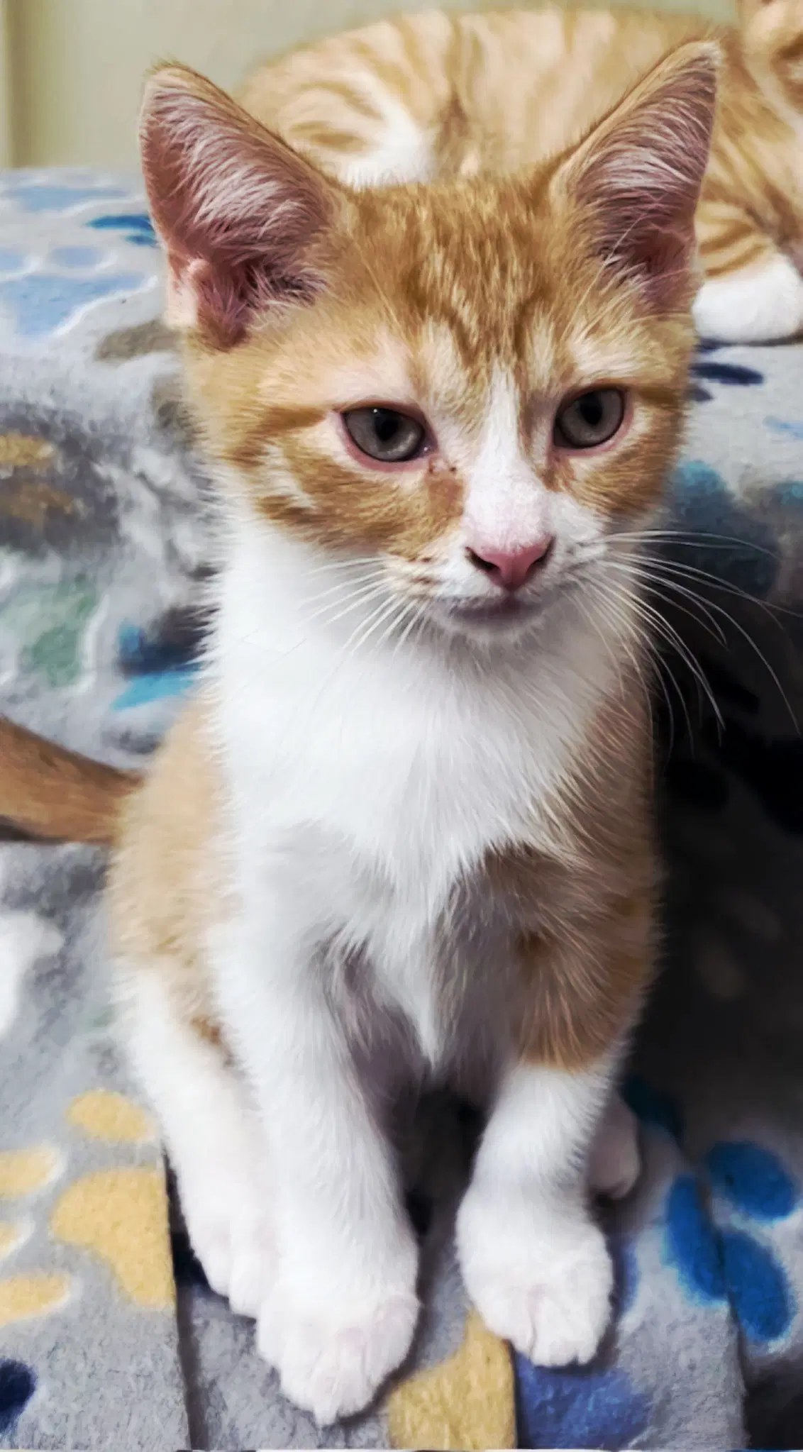 Kitten Bieber image 2