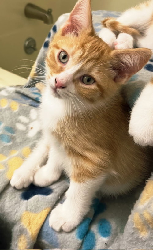 Photo 3 of KITTEN BIEBER
