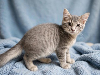 KITTEN GHOST, cat — photo 1 of 3