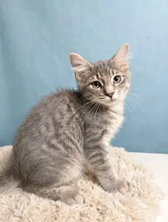 Kitten Ghost image 2