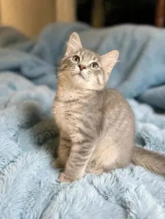 Kitten Ghost image 3