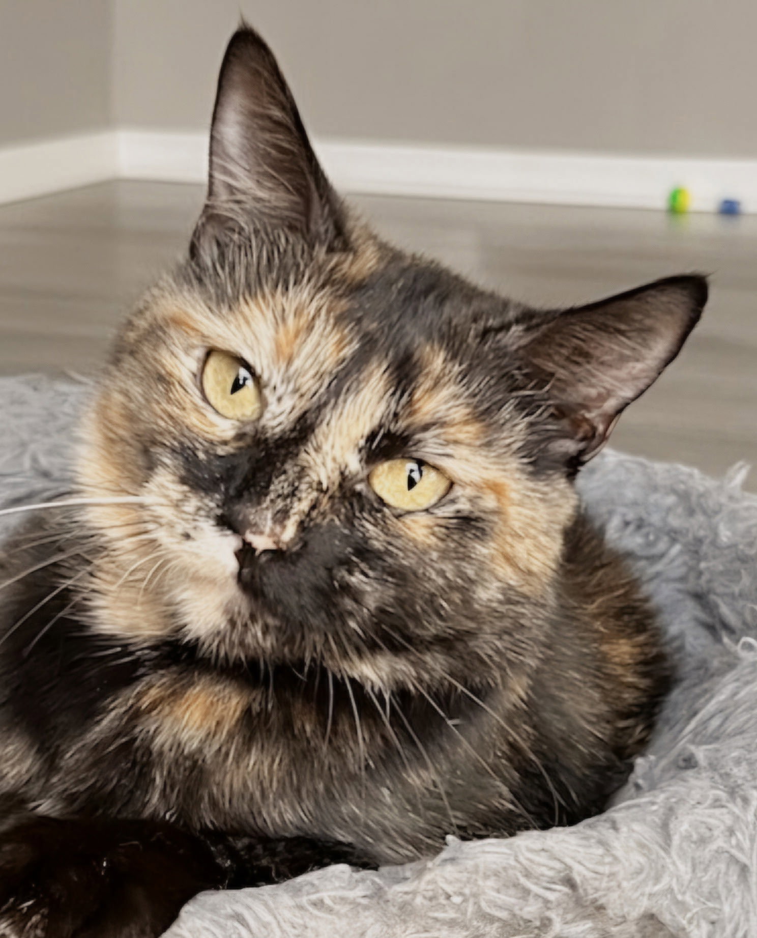 KITTY CASS, cat — photo 1 of 4