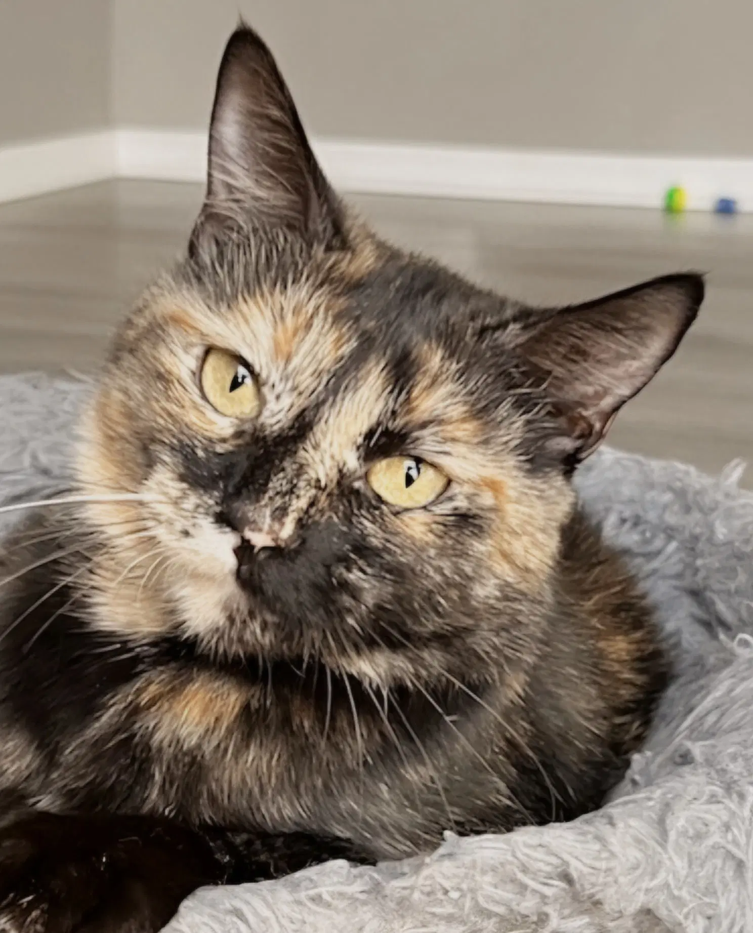 Kitty Cass - Tortoiseshell
