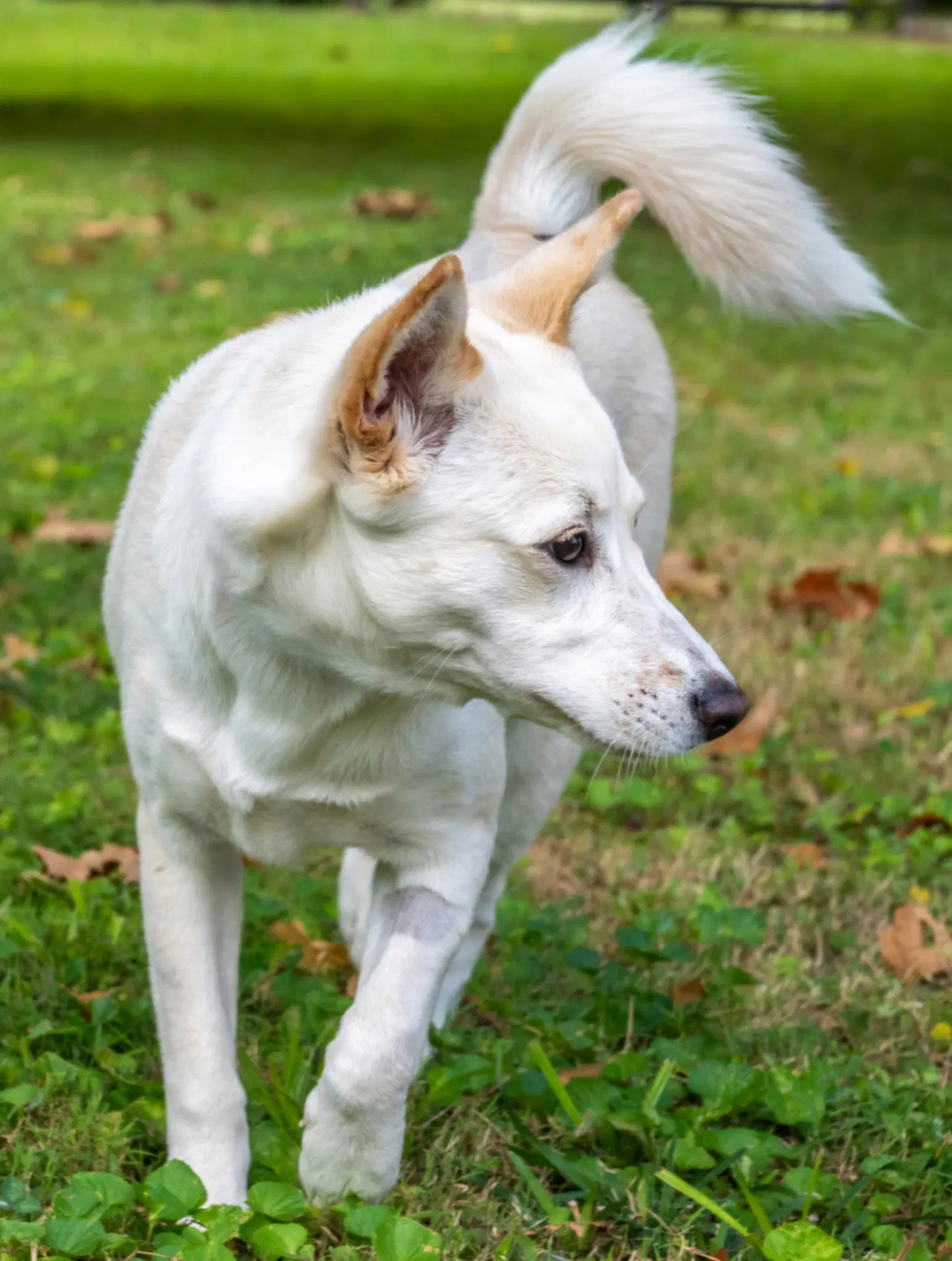 Puppy Savannah White image 4