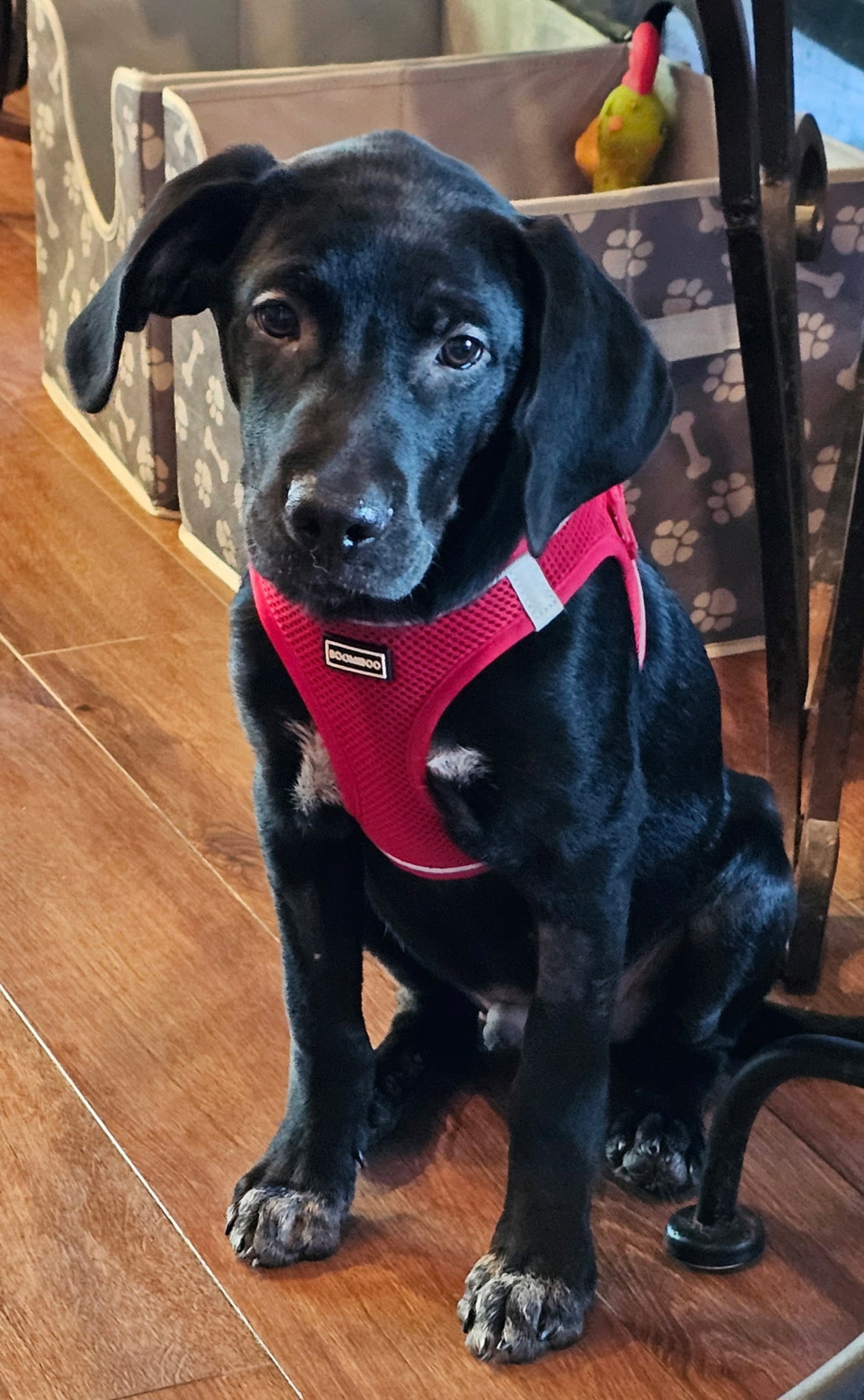 PUPPY JAY JAY, photo 4