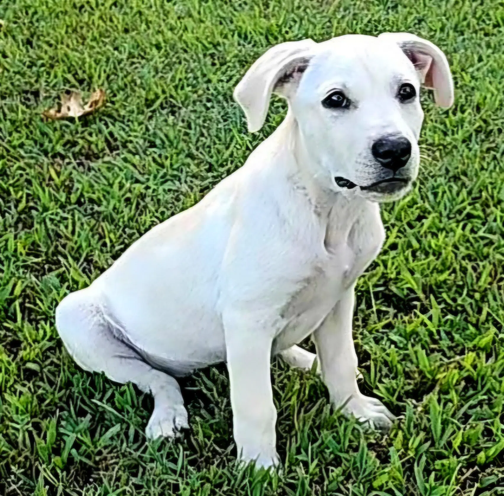 Puppy Halo image 2