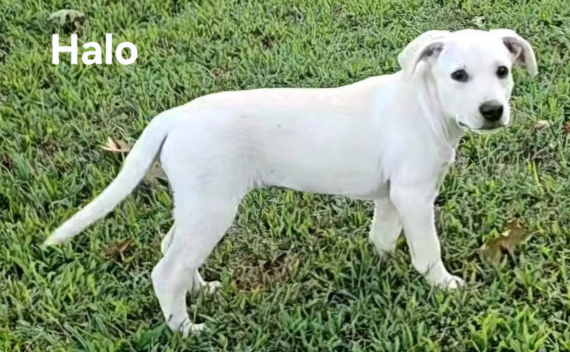 Puppy Halo image 3