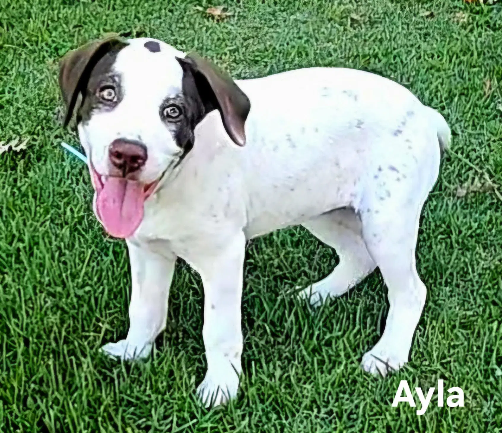 Puppy Ayla - Golden Retriever