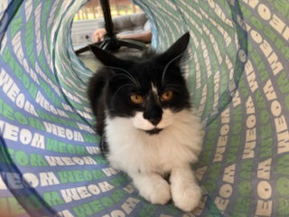 KITTEN AVA, cat — photo 1 of 3