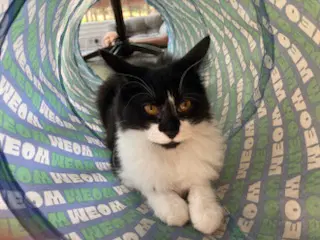 Kitten Ava - Tuxedo