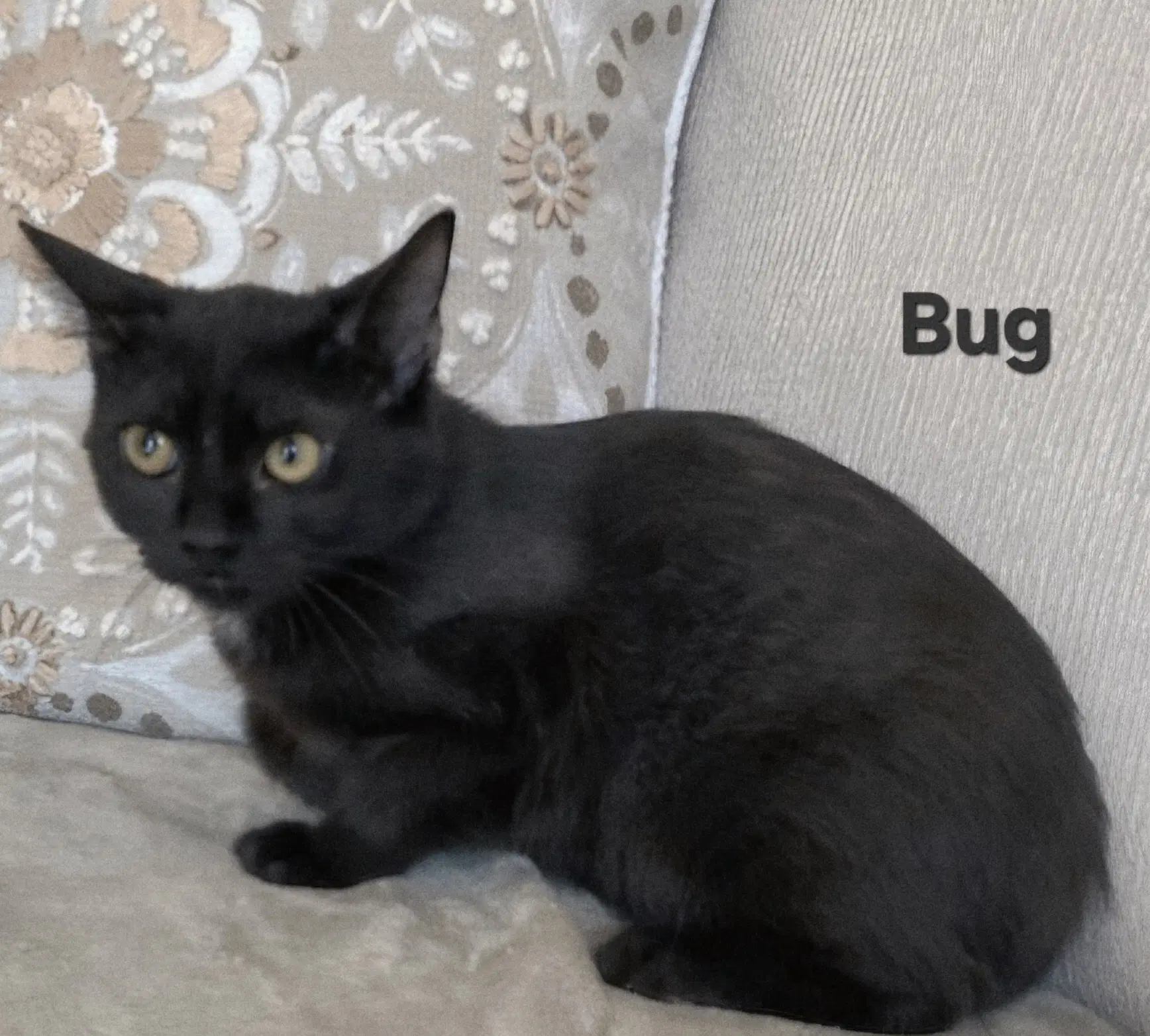 Kitten Bug - Domestic Short Hair