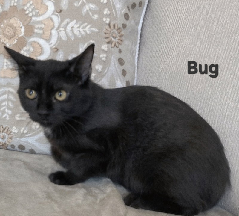 Kitten Bug, a female kitten up for adoption
