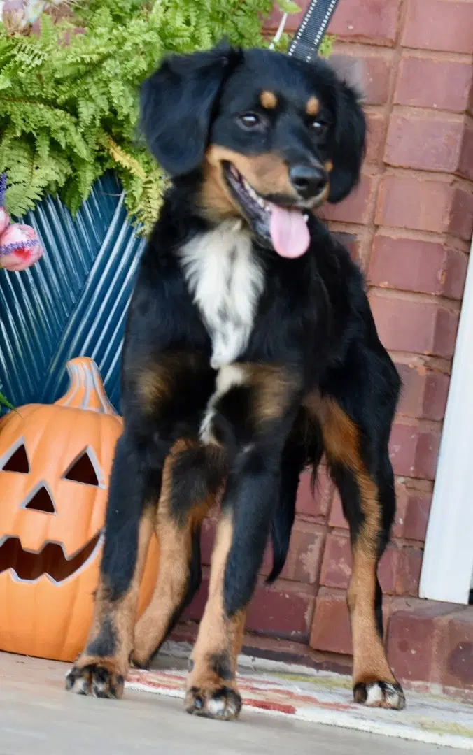 Bailey Girl - Australian Shepherd