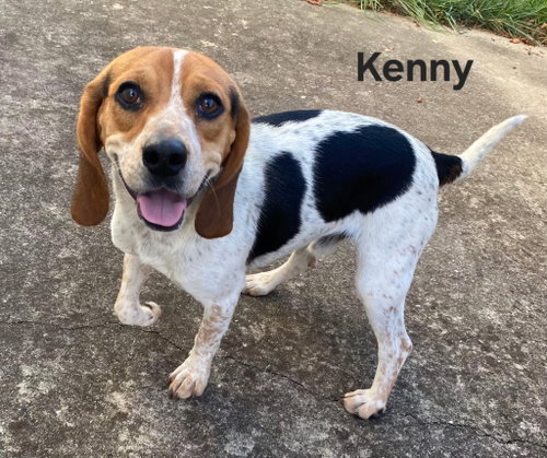 KENNY B, a dog for adoption from Critter Companion Rescue