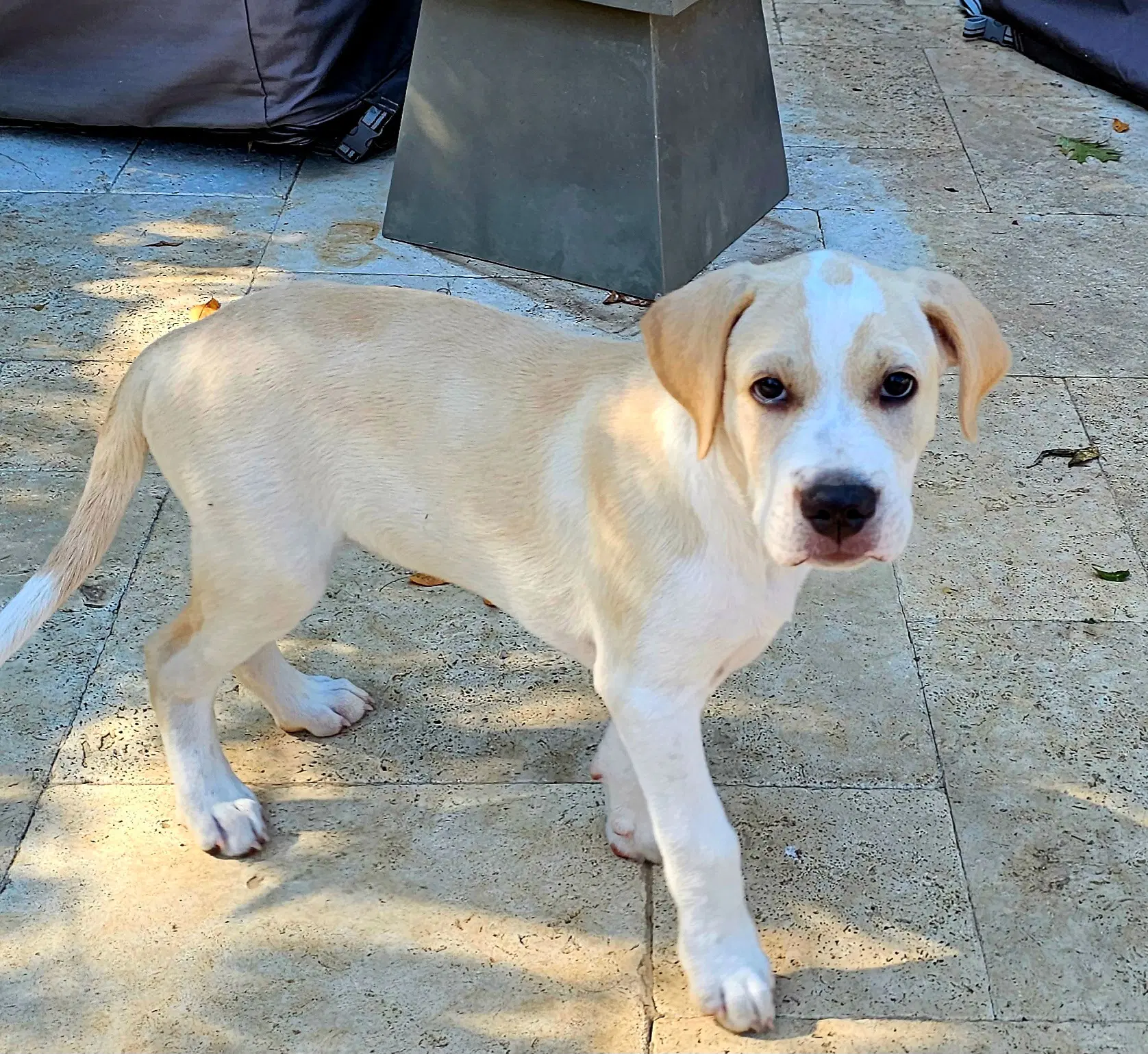Puppy Beau image 3