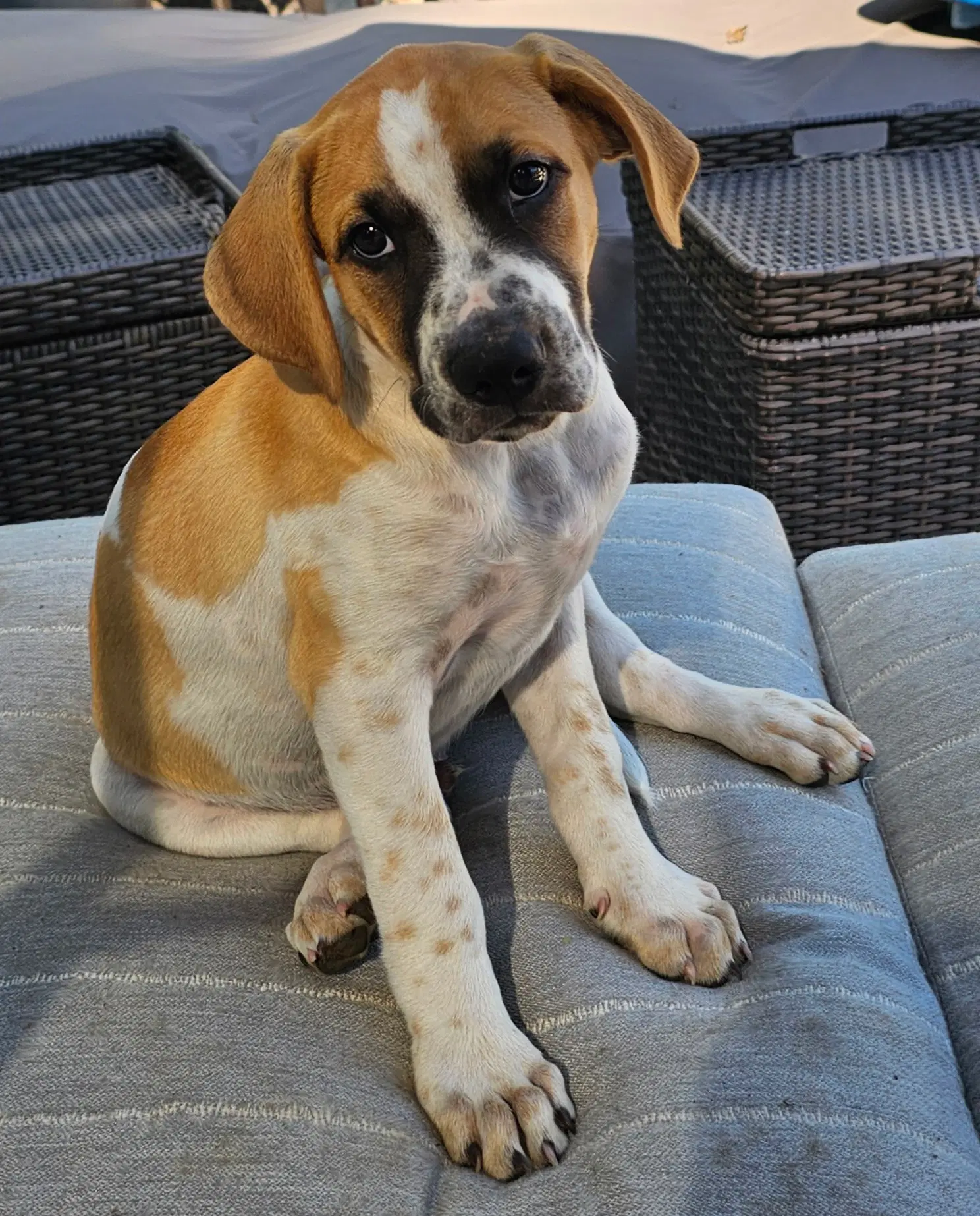 Puppy Rocky image 2