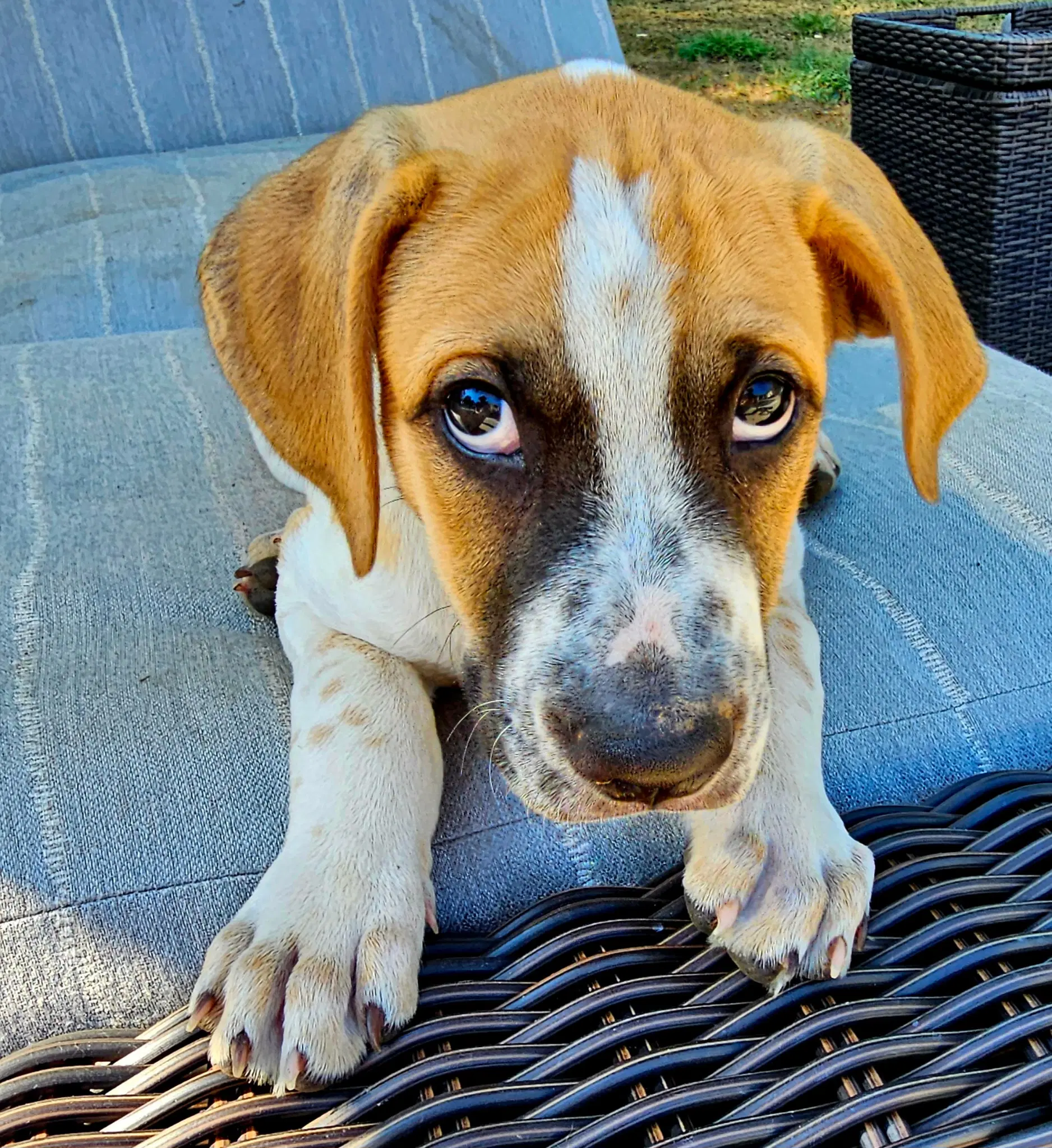 Puppy Rocky image 4