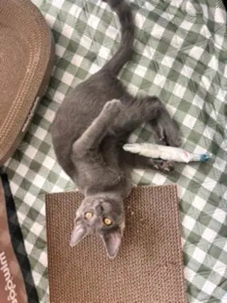Kitten Ivan image 2