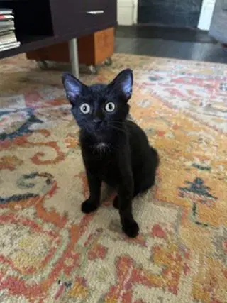 Kitten Carlita - Domestic Short Hair